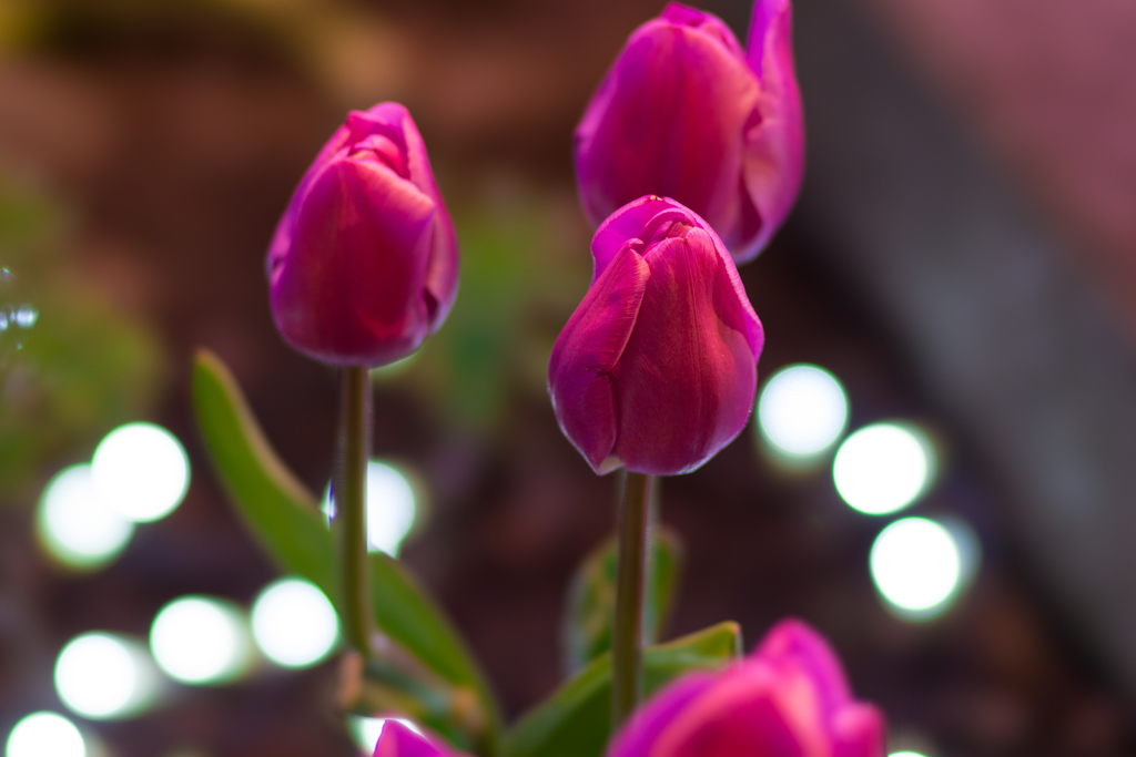 江ノ島ウインターチューリップ