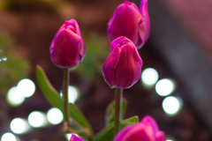 江ノ島ウインターチューリップ