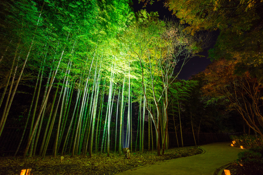 竹林ライトアップ