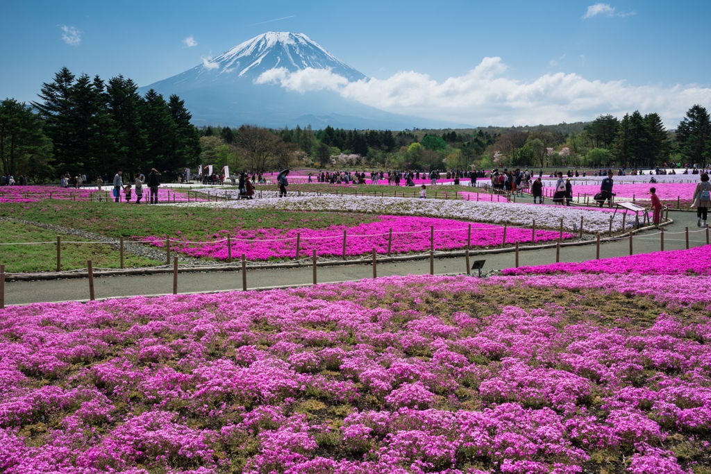 2016年　GW　富士芝桜まつり