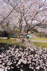 田島桜まつり