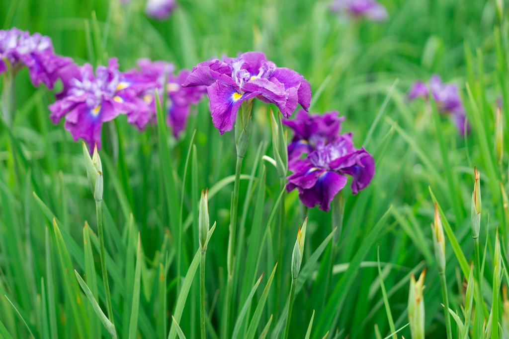 横須賀しょうぶ園