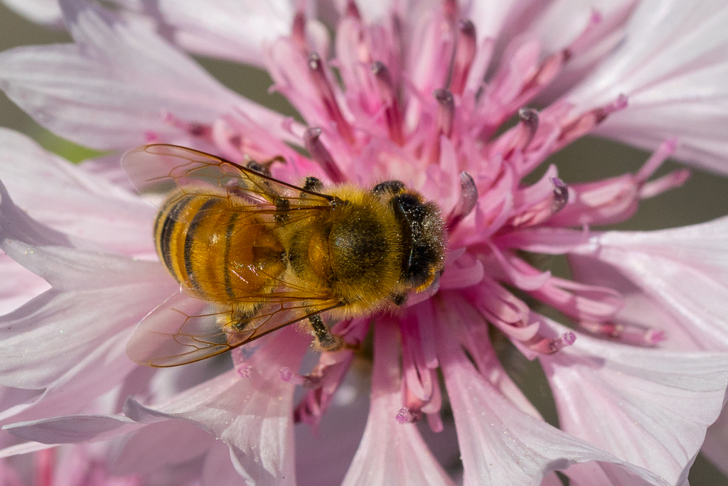 花菜ガーデン　マクロ