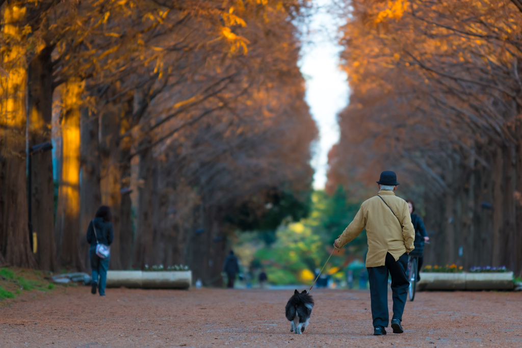 メタセコイア並木道
