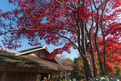 昭和記念公園