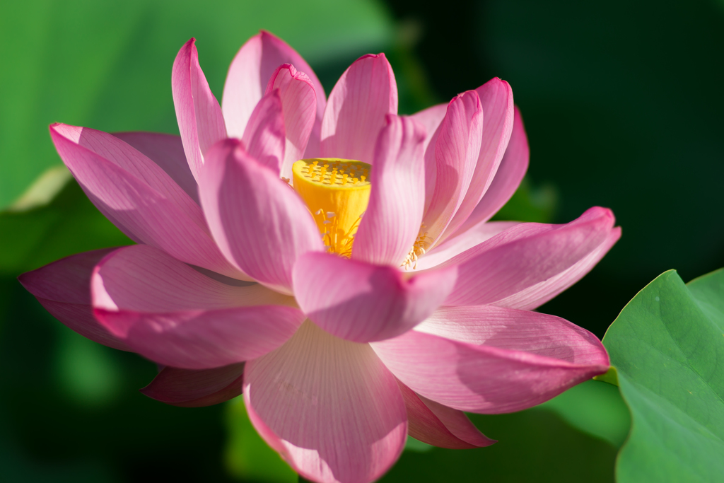 三渓園　早朝観蓮会