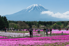 2016年　GW　富士芝桜まつり
