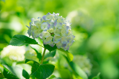東慶寺の紫陽花