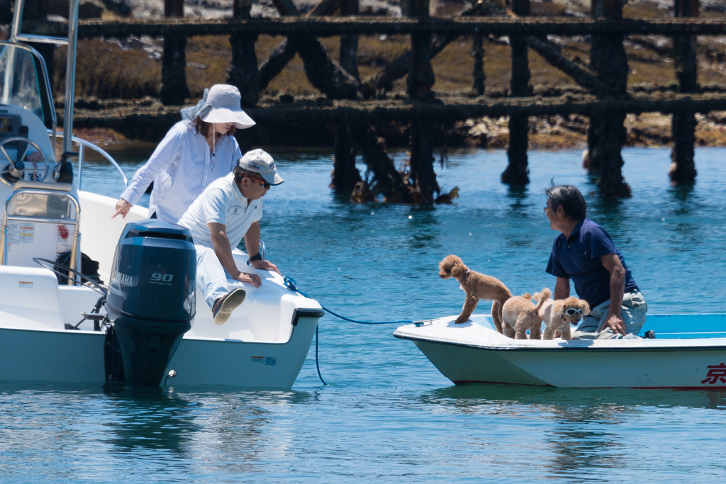ワンちゃん、こんにちは