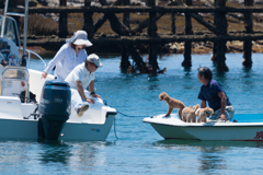 ワンちゃん、こんにちは