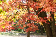 昭和記念公園
