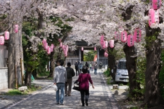 2019春の称名寺