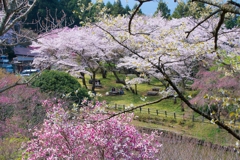 小田原の春