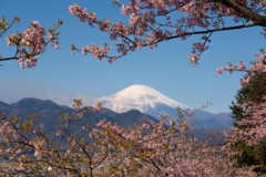 第19回 まつだ桜まつり