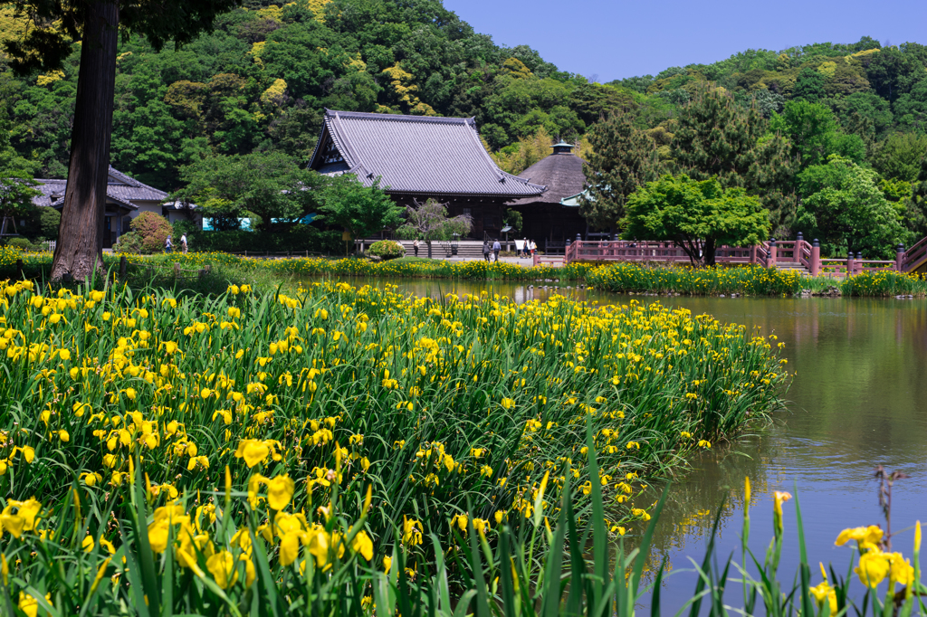 黄菖蒲咲く称名寺