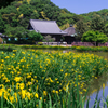 黄菖蒲咲く称名寺