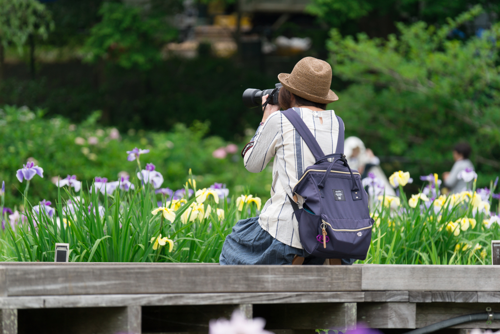 2017 /06 /11 菖蒲園