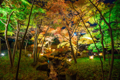 大磯城山公園紅葉ライトアップ