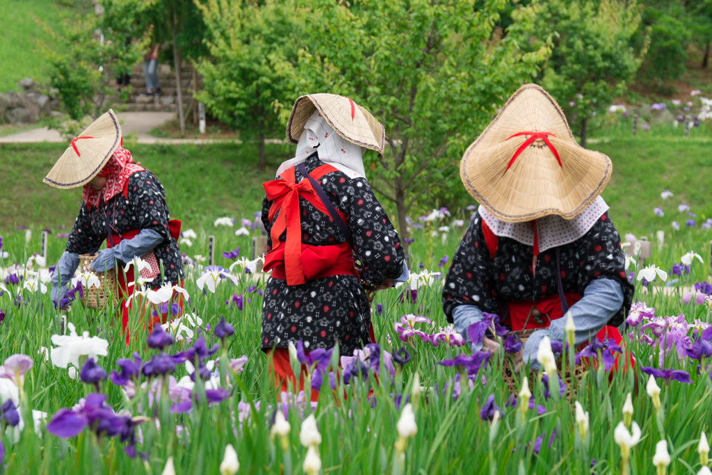 2017 /06 /11 菖蒲園