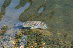 突然現れた黒鯛