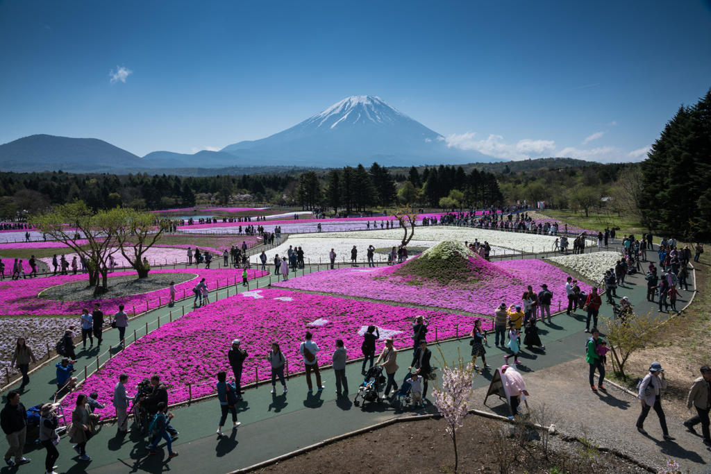 2016年　GW　富士芝桜まつり　