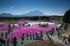 2016年　GW　富士芝桜まつり　