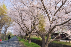 田島桜まつり
