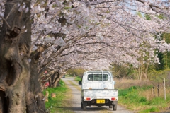 田島桜まつり