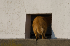 森戸の猫