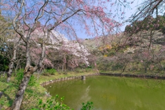 小田原の春　15-30mm