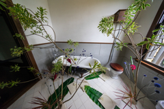 10mmで撮る　花と器のハーモニー