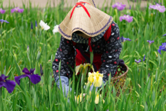 2017 /06 /11 菖蒲園