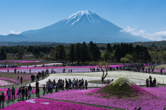 2016年　GW　富士芝桜まつり