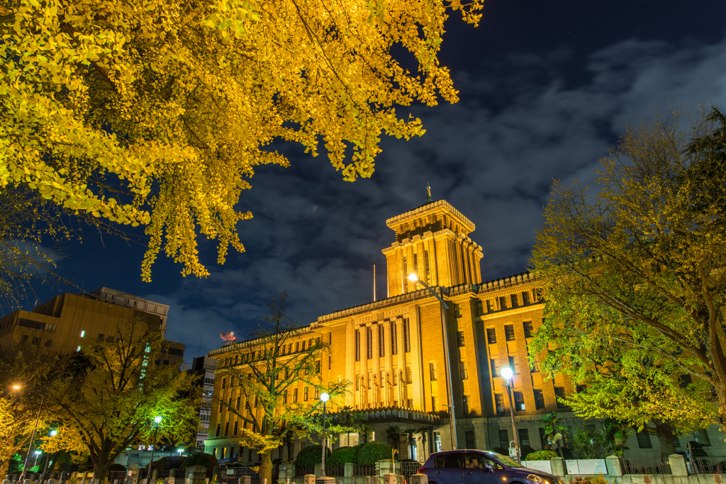 山下公園　銀杏並木