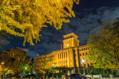 山下公園　銀杏並木