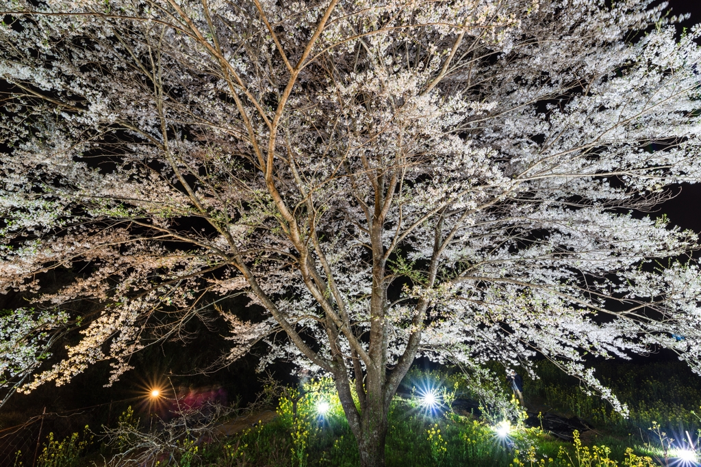 淡墨桜ライトアップ