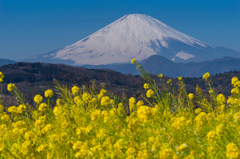 菜の花咲く吾妻山公園