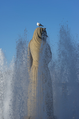 山下公園カモメ