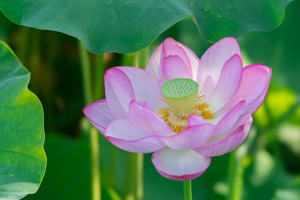 三渓園　早朝観蓮会