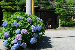 鎌倉の街中に普通にあった紫陽花