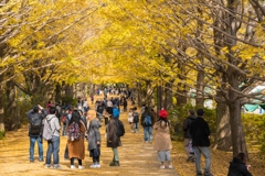 昭和記念公園