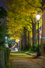 山下公園　銀杏並木