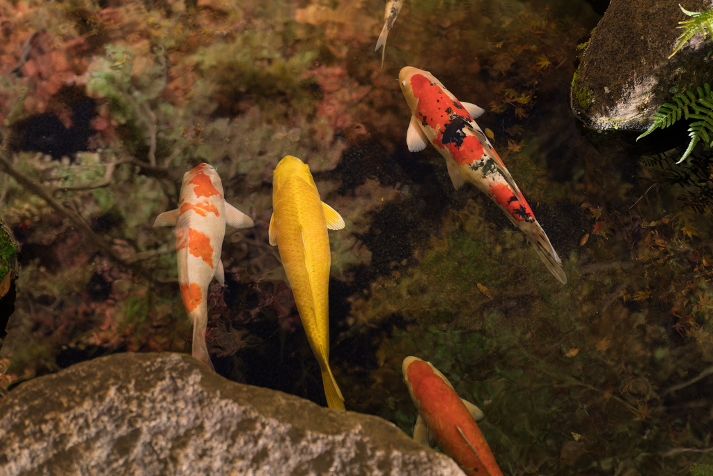 長谷寺　紅葉ライトアップ