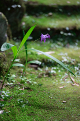 鎌倉スナップ