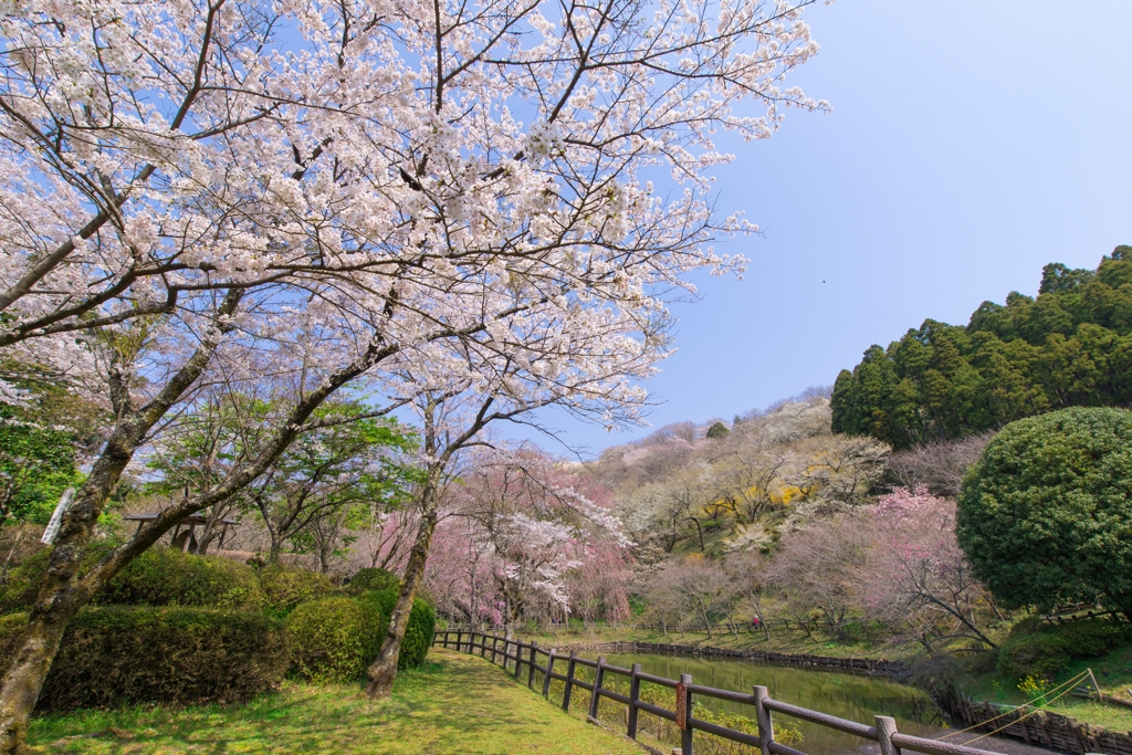 小田原の春　15-30mm