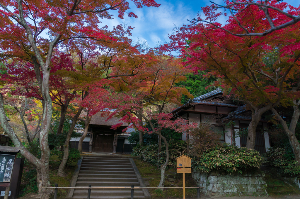 紅葉の円覚寺