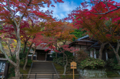 紅葉の円覚寺