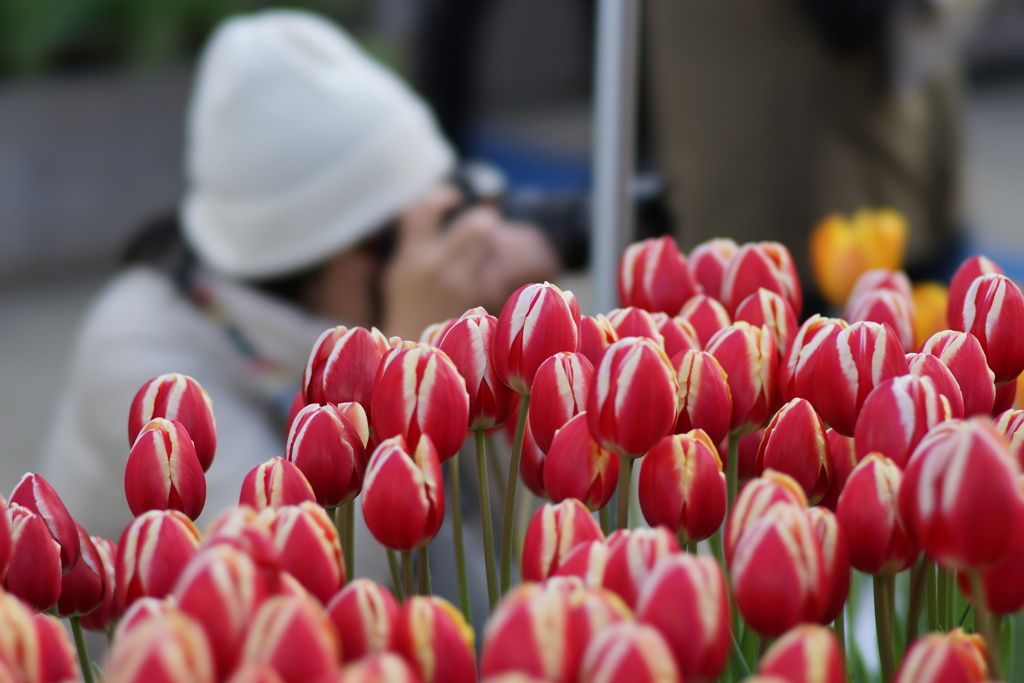 江ノ島ウインターチューリップ