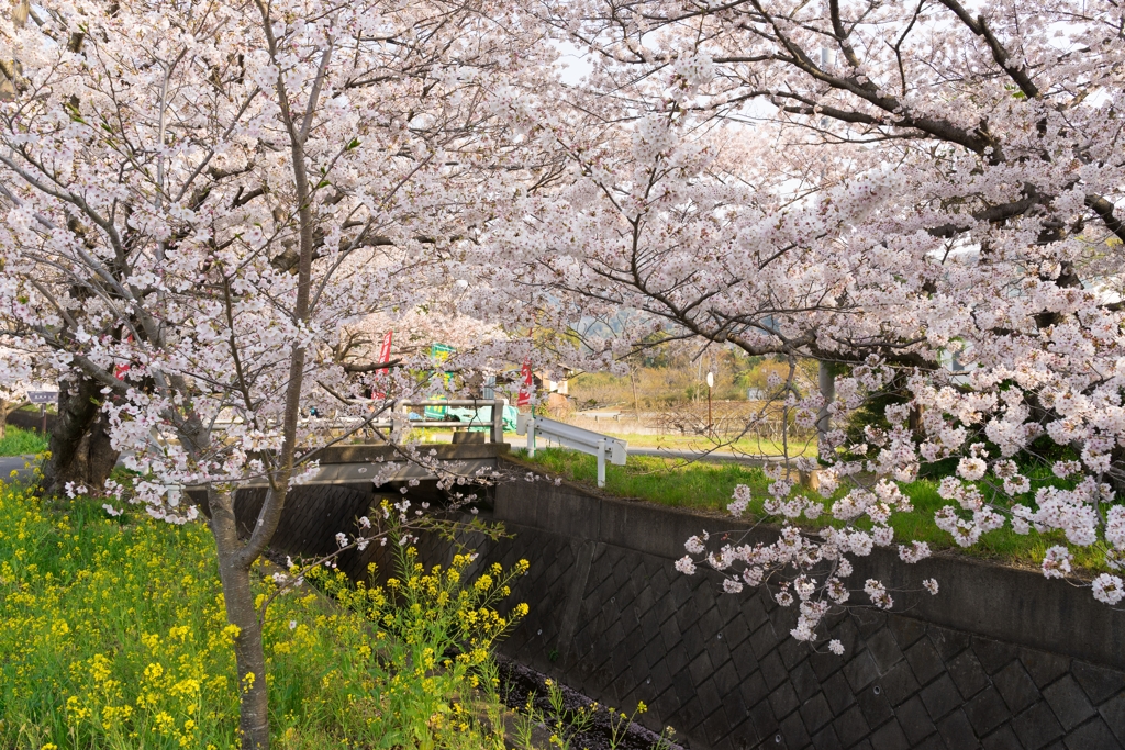 田島桜まつり