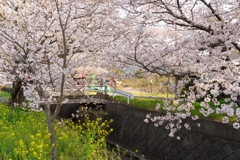田島桜まつり